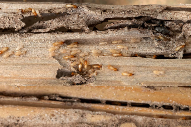 Pest Prevention Services in Newton, NC